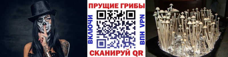 купить наркотики цена Хабаровск Галлюциногенные грибы мицелий